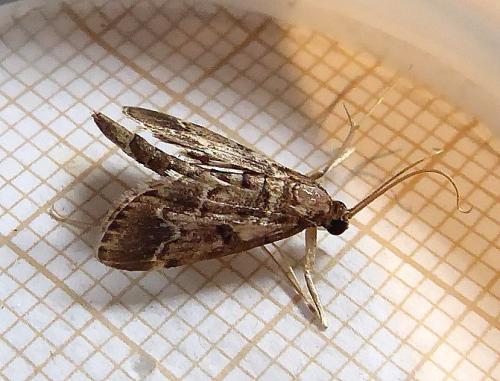 Réf. 289 088 : Duponchelia fovealis